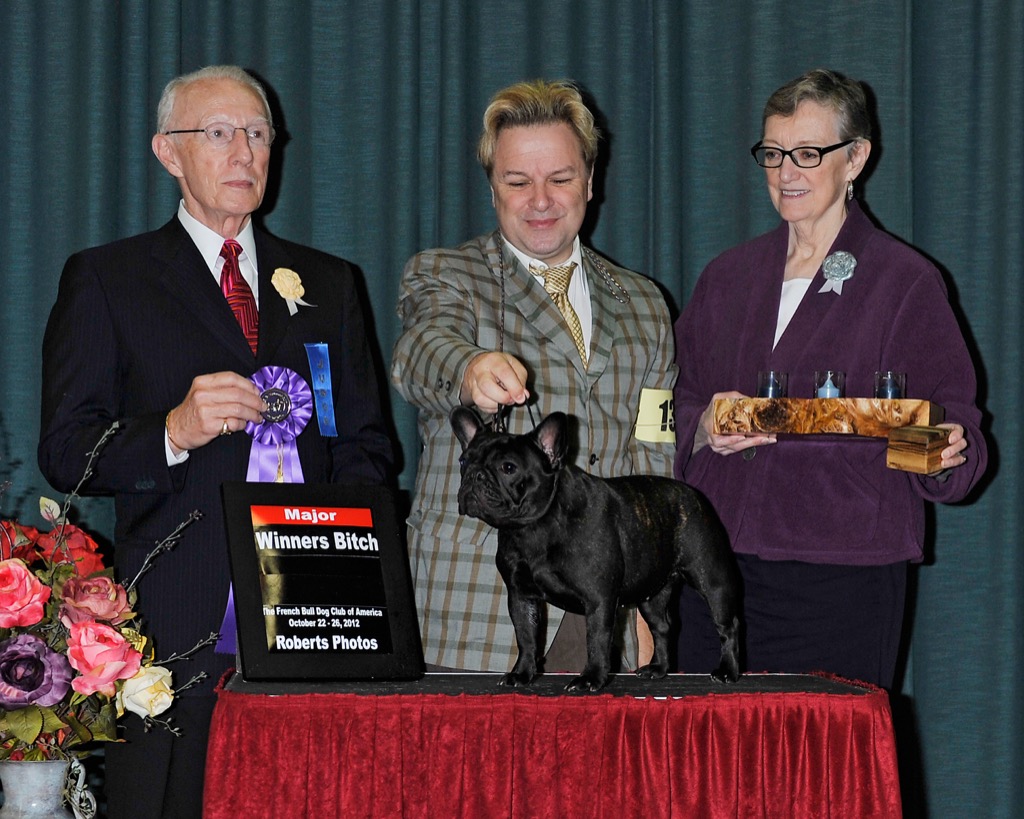 James dalton french sales bulldogs