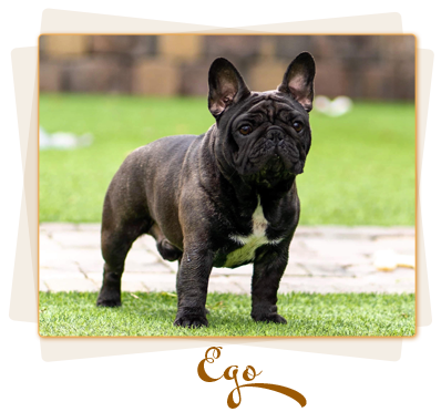 James dalton french sales bulldogs